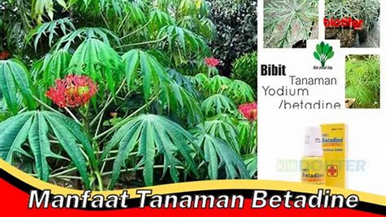 Temukan Manfaat Tanaman Betadine yang Perlu Anda Ketahui