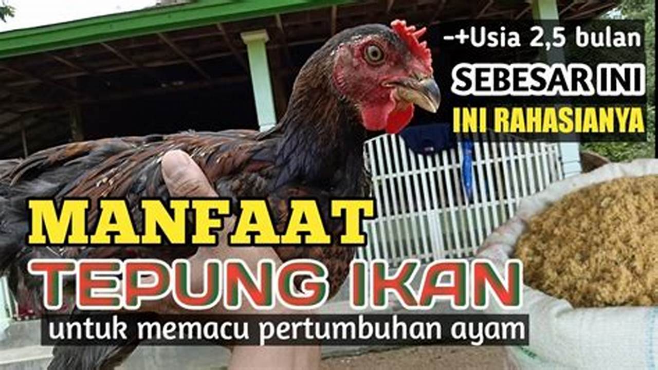 Manfaat Tepung Ikan untuk Ayam: 5 Rahasia Penting Yang Jarang Diketahui!