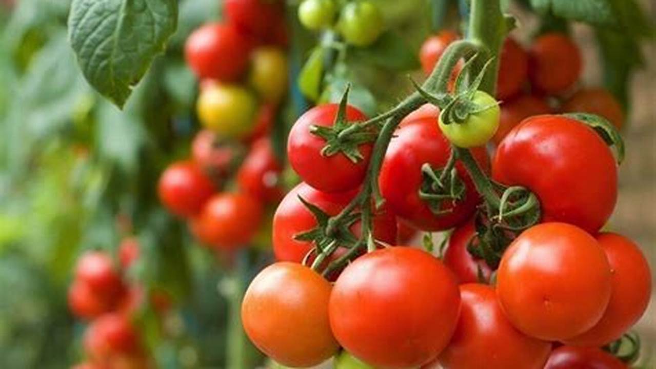 Temukan Banyak Manfaat Tomat yang Jarang Diketahui