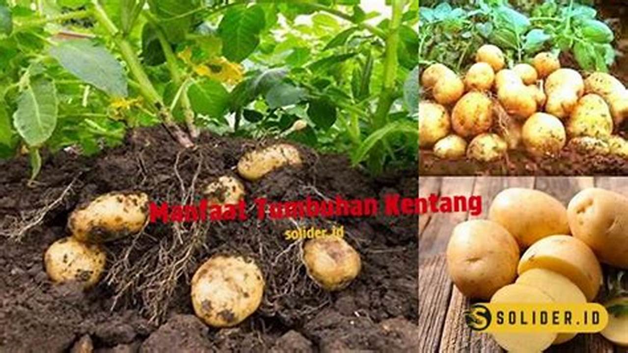 7 Manfaat Tanaman Kentang yang Jarang Diketahui