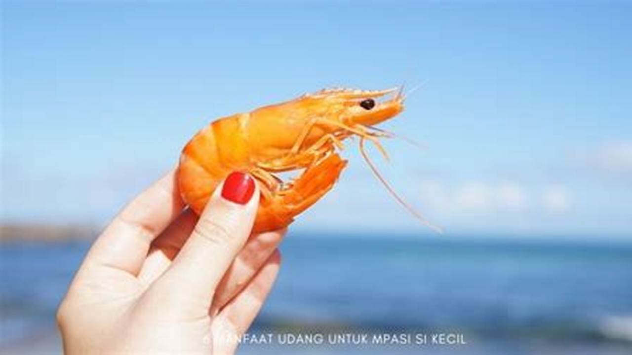 Manfaat Udang untuk MPASI yang Jarang Diketahui dan Wajib Kamu Tahu