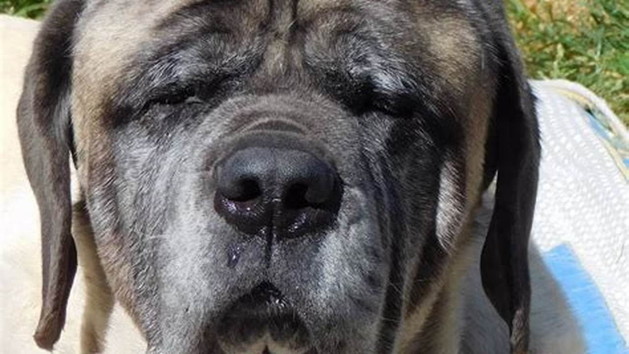 Adopt a Loving Mastiff Today: Find Your New Best Friend