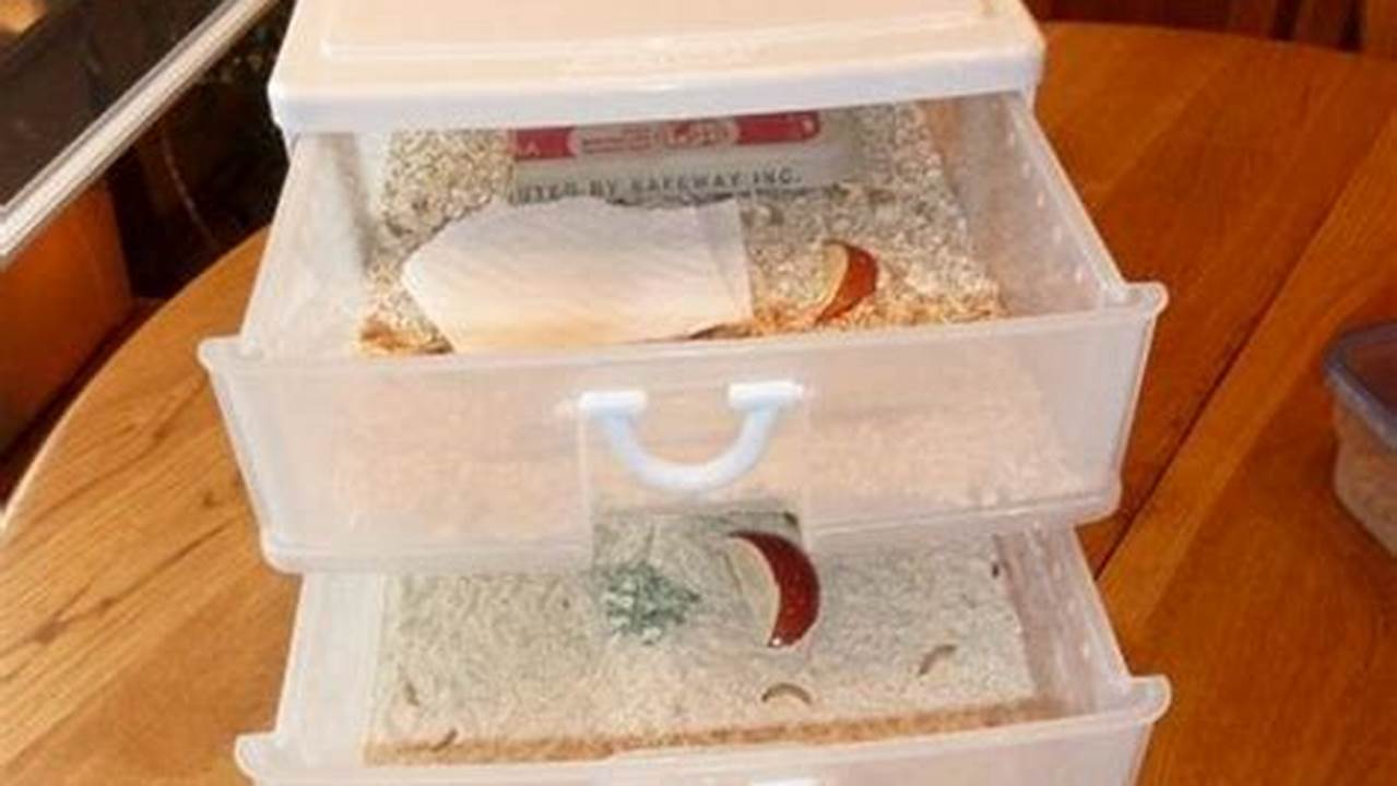 Unveiling the Secrets: DIY Mealworm Farm Kit for Sustainable Nutrition