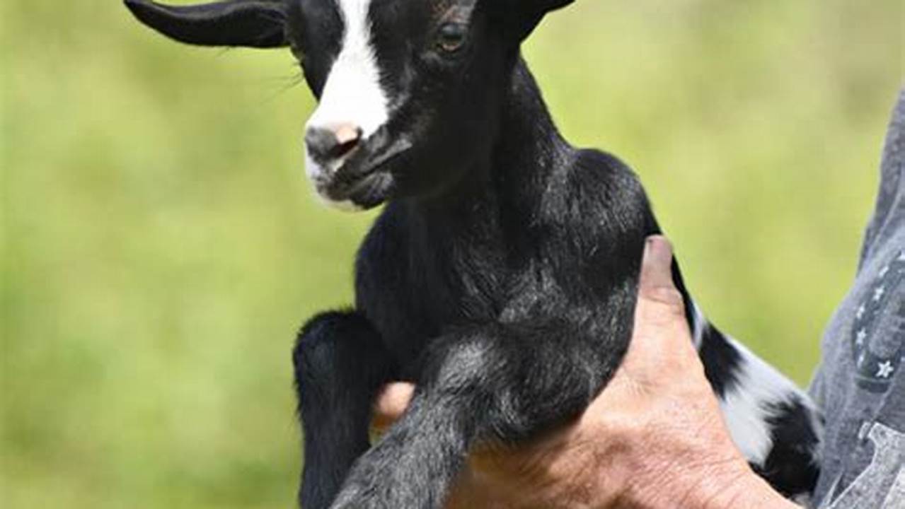 Unveiling the Secrets of Mini Fainting Goats: A Journey of Discovery