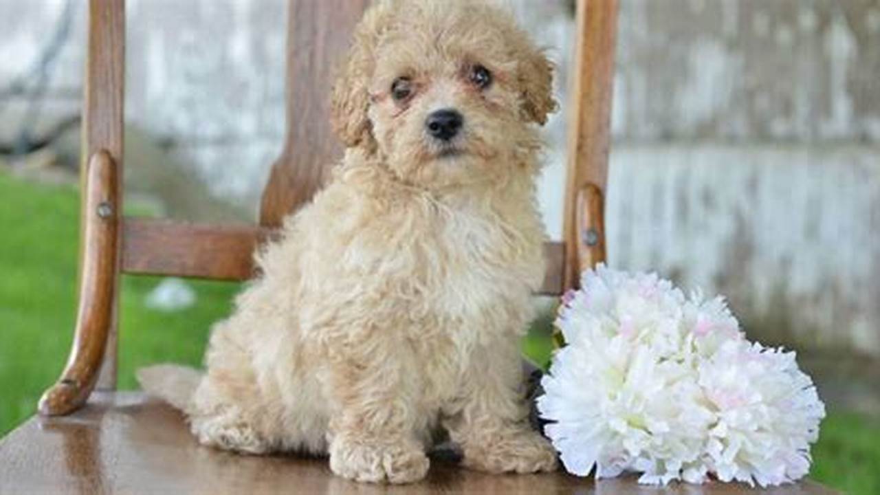 Adopt a Miniature Poodle: Find Your Perfect Companion