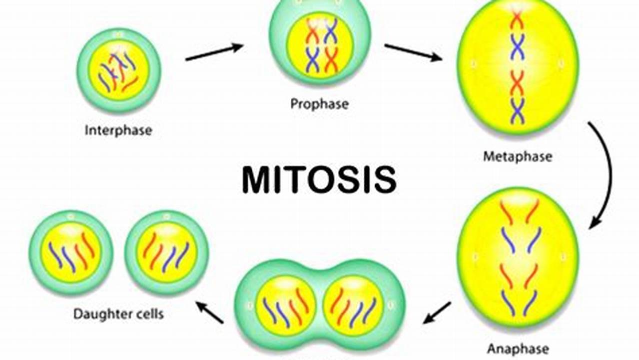 Panduan Lengkap: Memahami Proses Mitosis dan Perannya dalam Tubuh