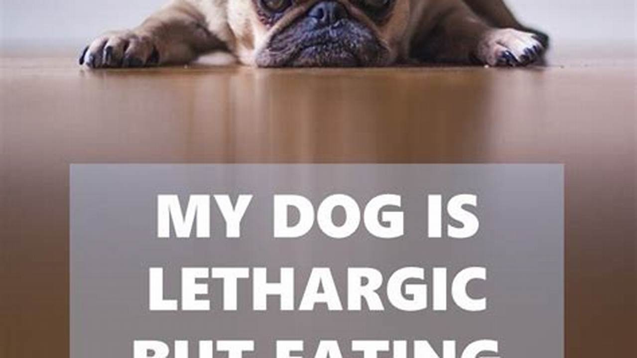 What to Do When Your Dog is Lethargic but Still Eating and Drinking