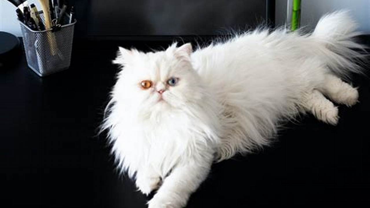 Nama Kucing Estetik yang Menawan untuk Kucing Kesayangan Anda