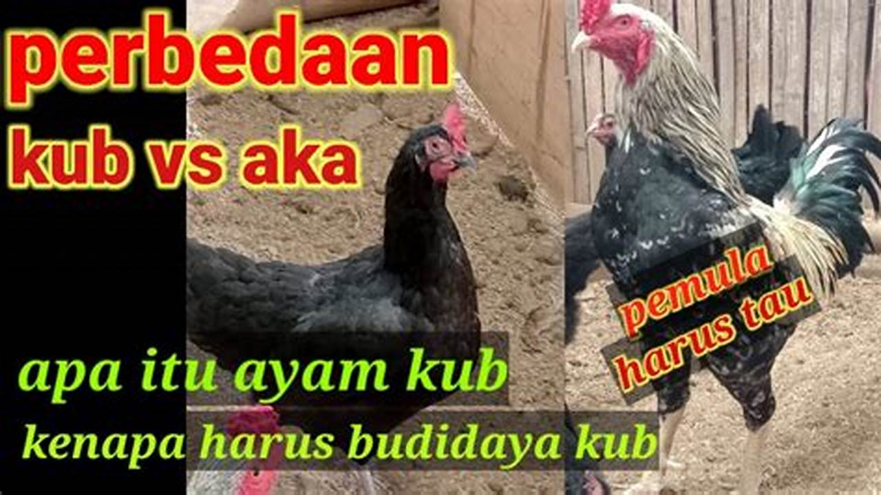 Kupas Tuntas Perbedaan Ayam Aka dan Kub, Pilih yang Tepat!