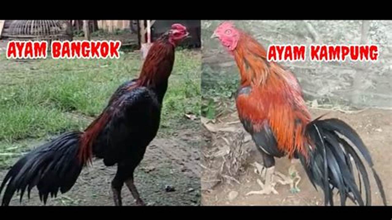 Kenali Perbedaan Ayam Bangkok dan Mangon untuk Pilih yang Terbaik