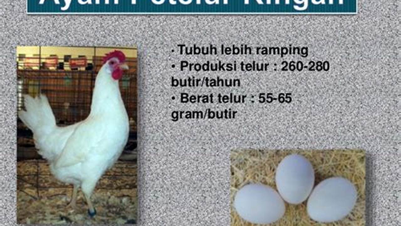Perbedaan Ayam Petelur Ringan dan Medium: Panduan Lengkap