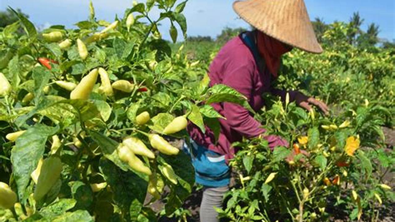 Perkebunan Cabai Rawit: Rahasia Menguntungkan yang Terungkap