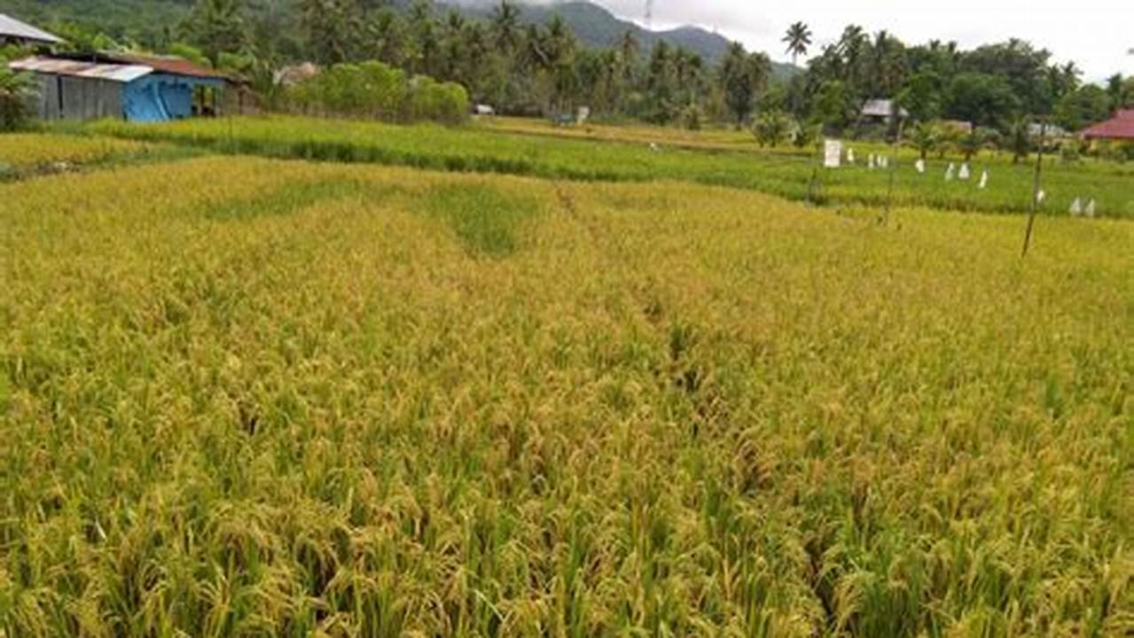 Pertanian Cianjur: Peluang Emas dan Wawasan Menjanjikan