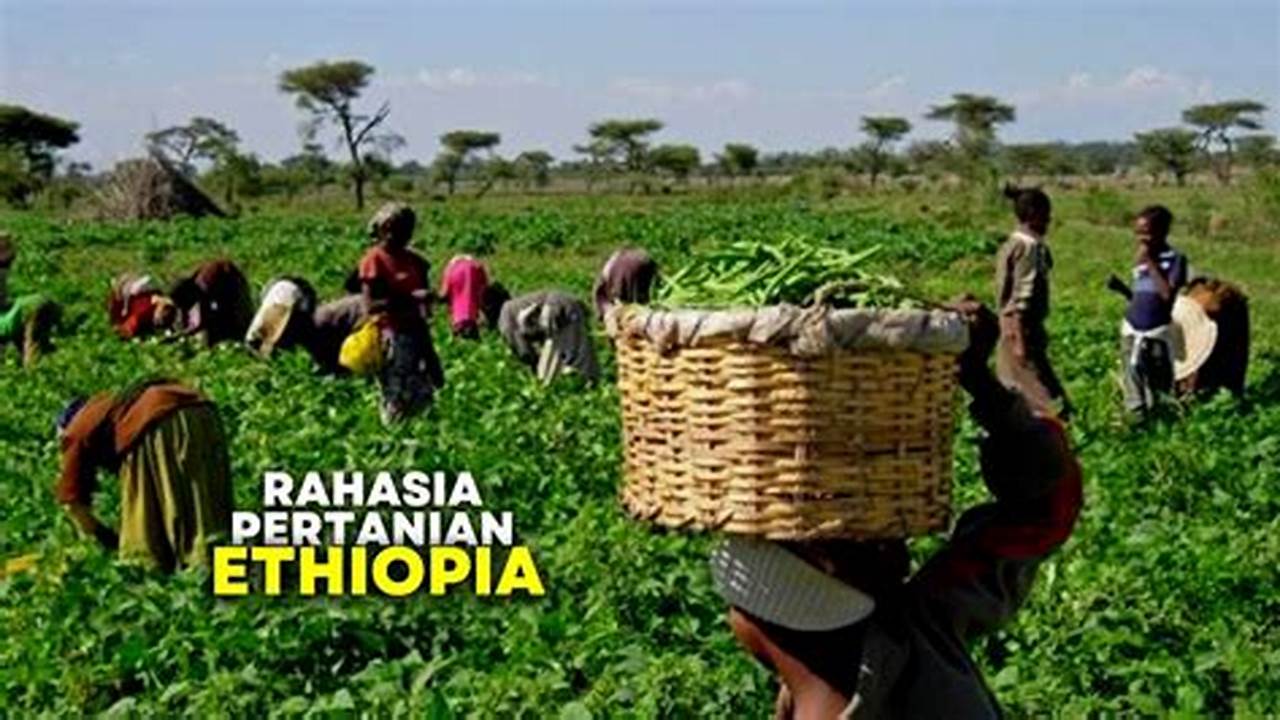Pertanian Ethiopia: Penemuan dan Wawasan Menakjubkan untuk Pertanian