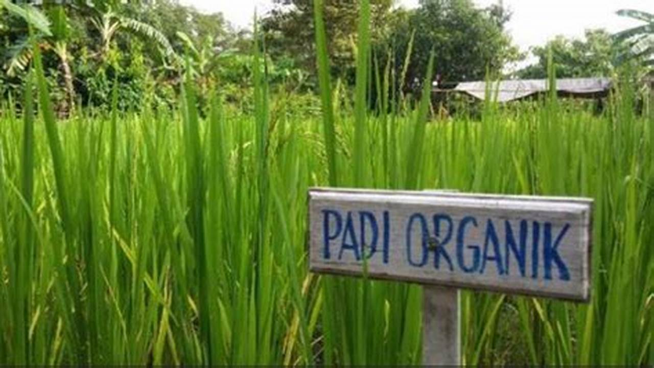 Pertanian Organik Indonesia: Temuan dan Wawasan Menjanjikan