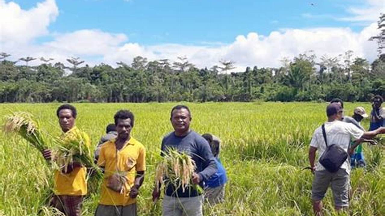 Pertanian Papua: Penemuan dan Wawasan yang Menjanjikan