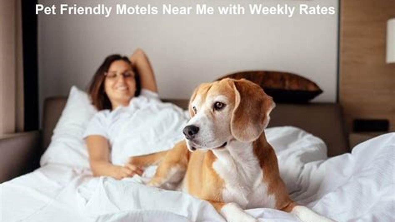 Discover 10+ Pet-Friendly Hotels in NYC with Monthly Rates and Exclusive Perks