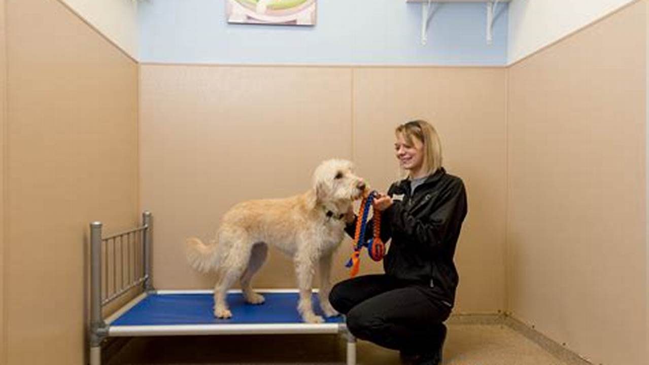 Pet Lodging Near You: Discover the 8 Keys to Exceptional Care in New York City