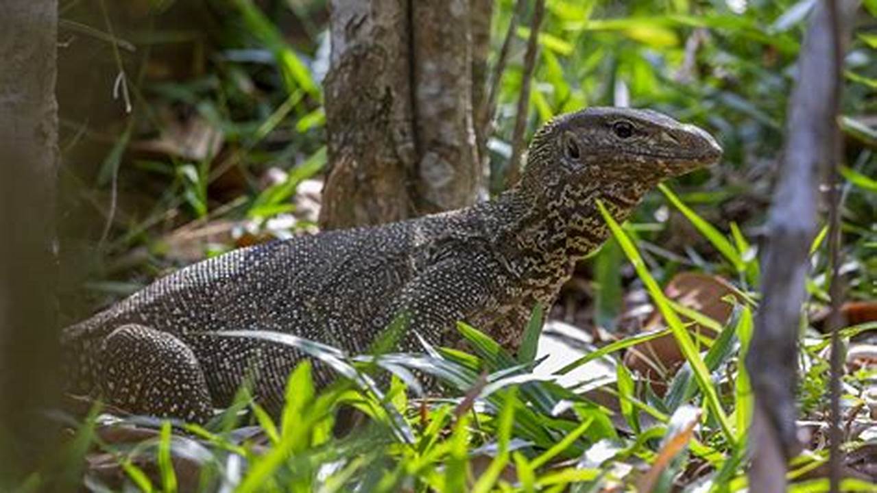 Unveiling the Secrets: Essential Care Guide for Pet Monitor Lizards
