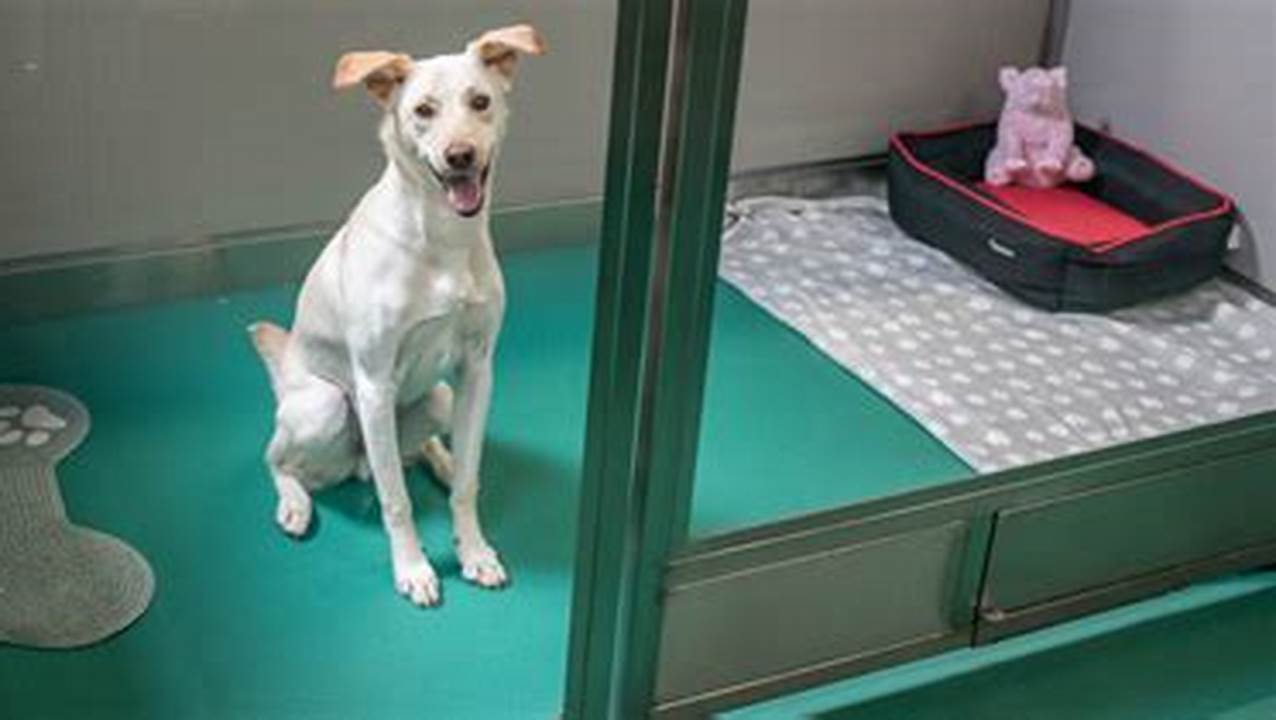 5-Star Pet Paradise: Discover NYC's Top-Rated Boarding!