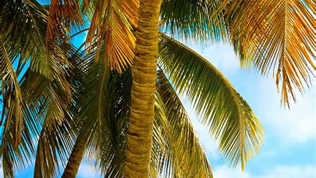 Uncover the Paradise: Palm Trees on the Beach in Stunning SVGs