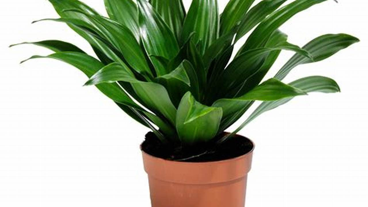 Discover the Hidden Symbolism in "Picture of a Plant in a Pot"