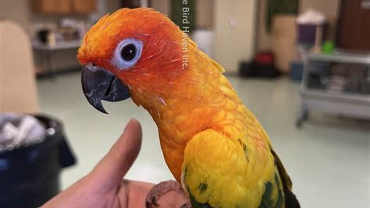 A Helping Hand: Pigeon Rescue Near Me, Ready to Assist Our Feathered Friends