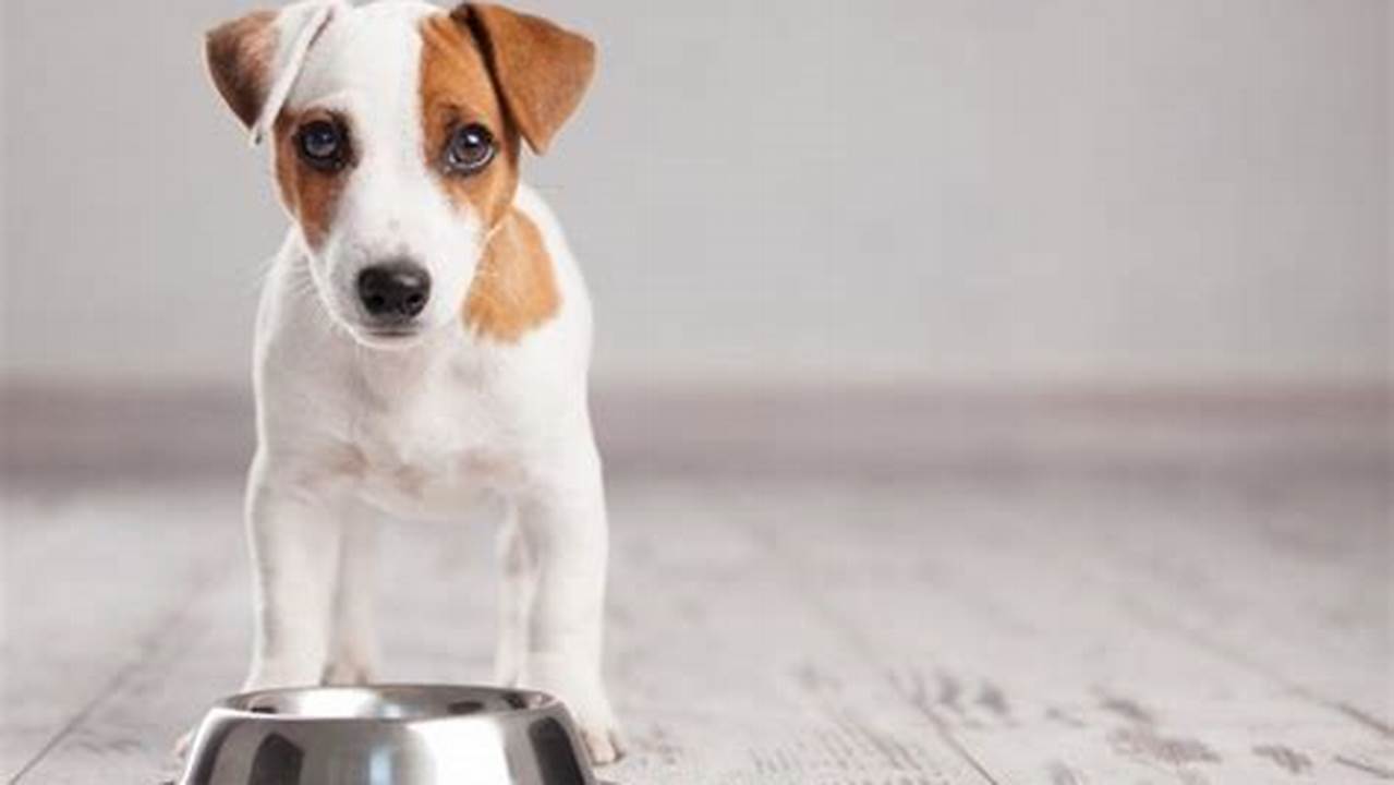 Dieta Psia - Porady Dla Zdrowego I Szczęśliwego Psa