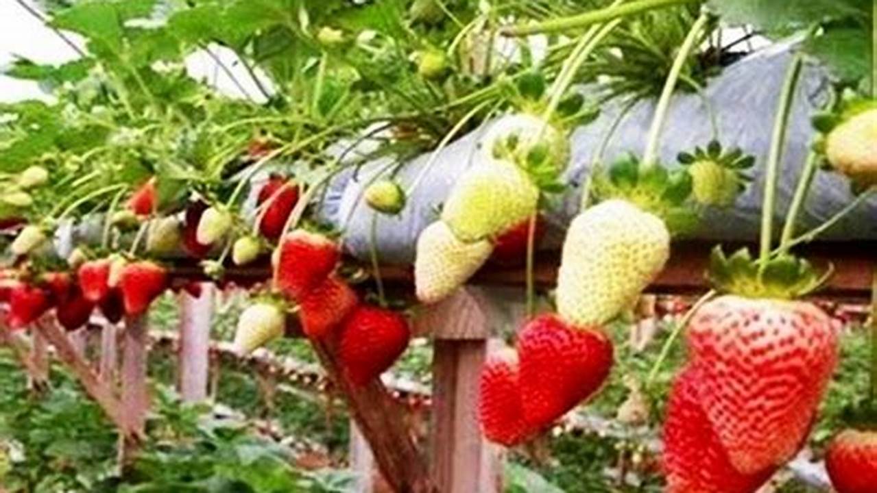Rahasia Pupuk Tanaman Strawberry yang Tak Terduga
