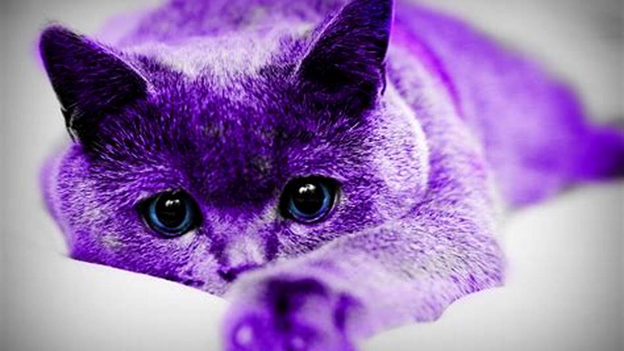 Purple Cats: Unraveling the Mystery of These Enigmatic Felines