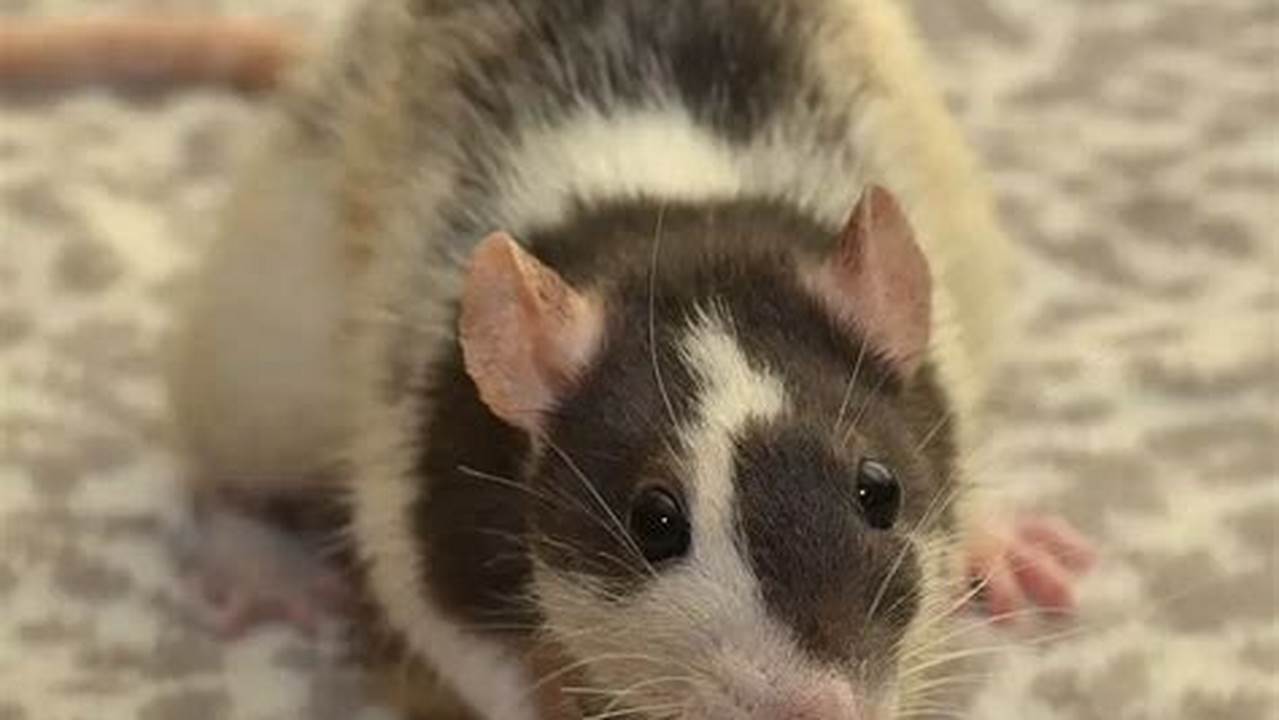 Rat Breeds: A Comprehensive Guide to the Different Types of Rats