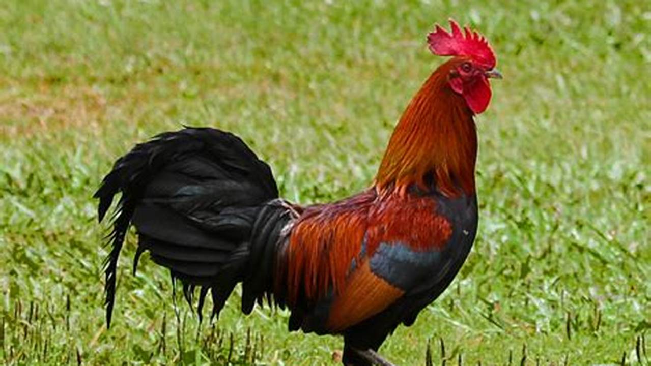 Ayam Hutan Merah: Ungkap Rahasia dan Manfaatnya!