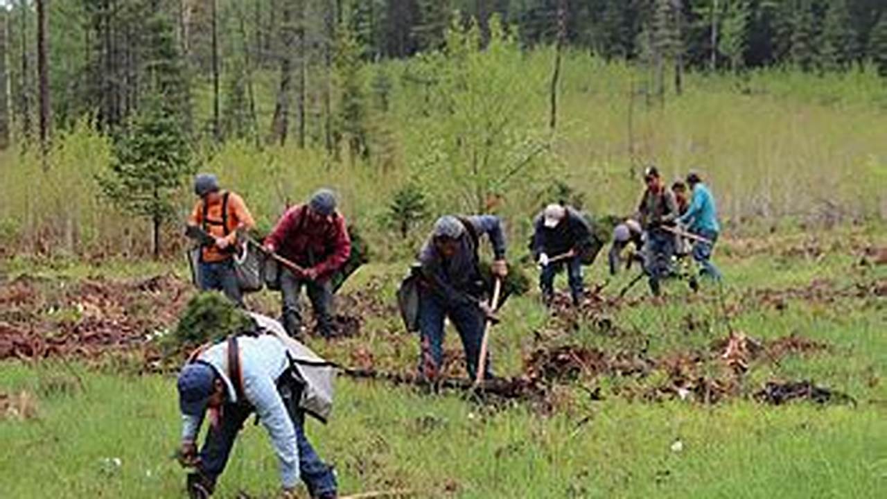 Uncover Lucrative Reforestation Careers in the USA: A Path to Environmental Impact