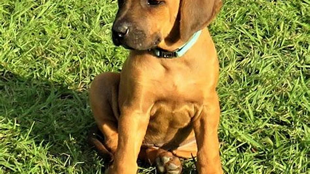 Rhodesian Ridgeback Puppies Florida: A Comprehensive Guide for Dog Enthusiasts