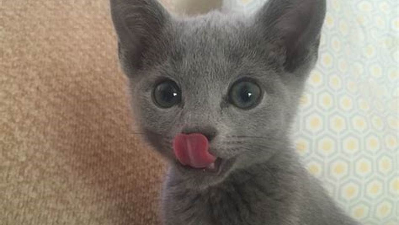 Adopt a Russian Blue Cat: Find Your Feline Companion Today