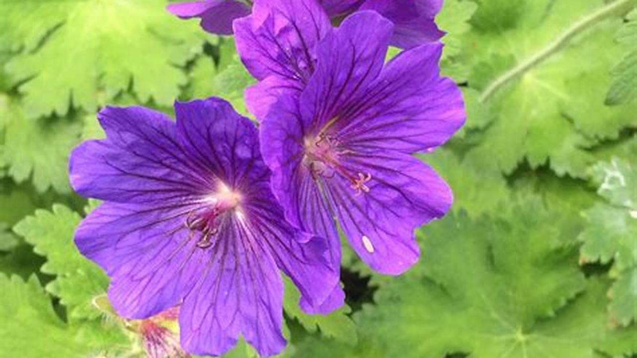 Discover the Enchanting Beauty of Geraniums: A Visual Odyssey