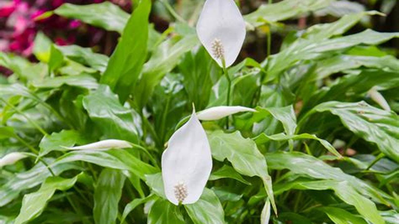 Discover the Enchanting Beauty of Peace Lilies