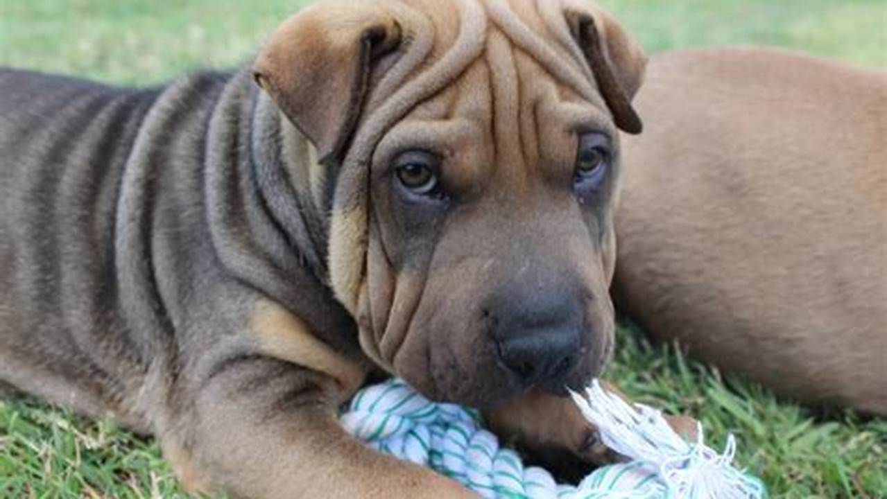 Unveiling the Enchanting World of Shar Peis: A Visual Journey