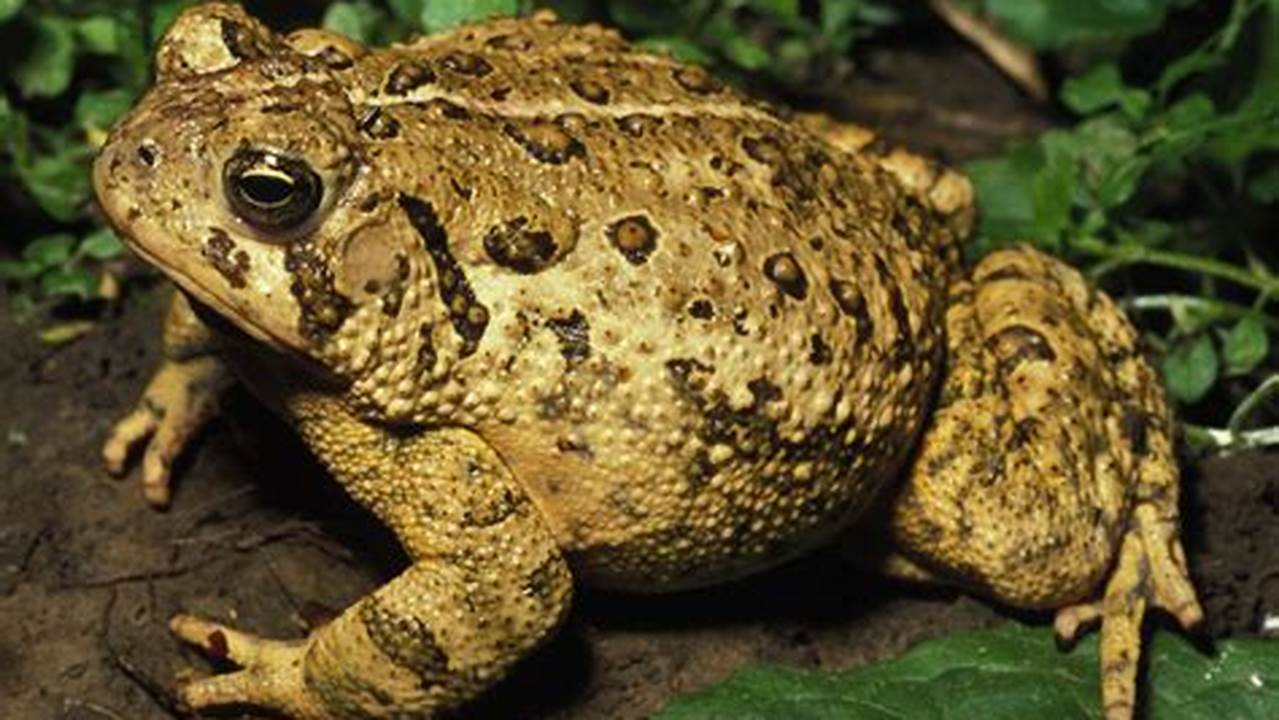 Discover the Wonder of Toads: Unveil Their Secrets Through Stunning Images