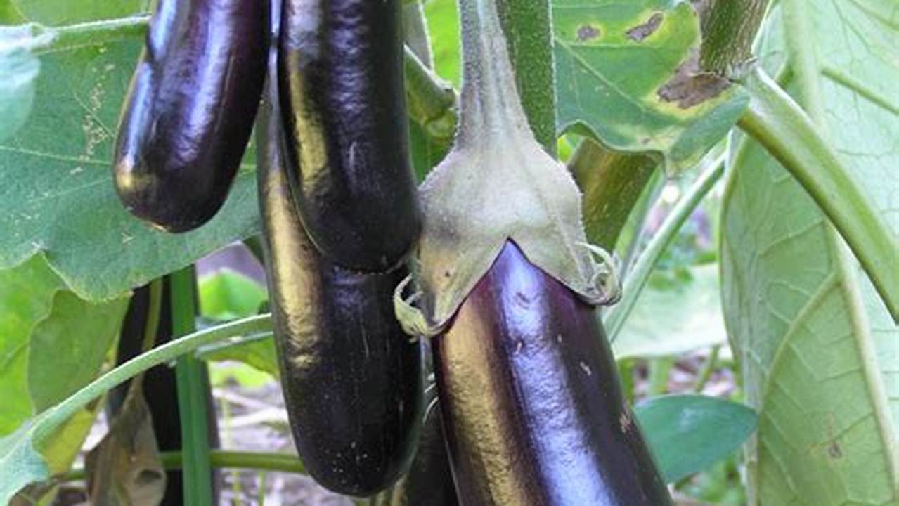 Unveiling the Enchanting World of Eggplants: Visual Delights and Surprises