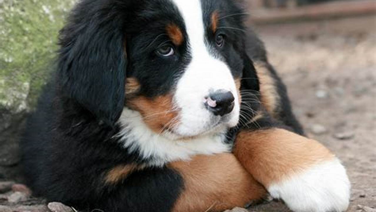 Unveiling the Majestic Bernese Mountain Dog: Visual Explorations and Canine Delights