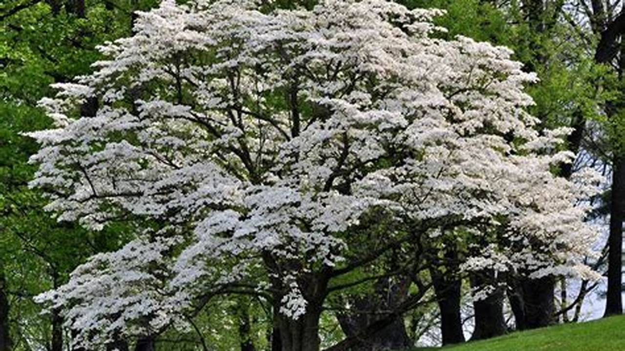 Unlock the Beauty of Dogwood Trees: Discover Breathtaking Images