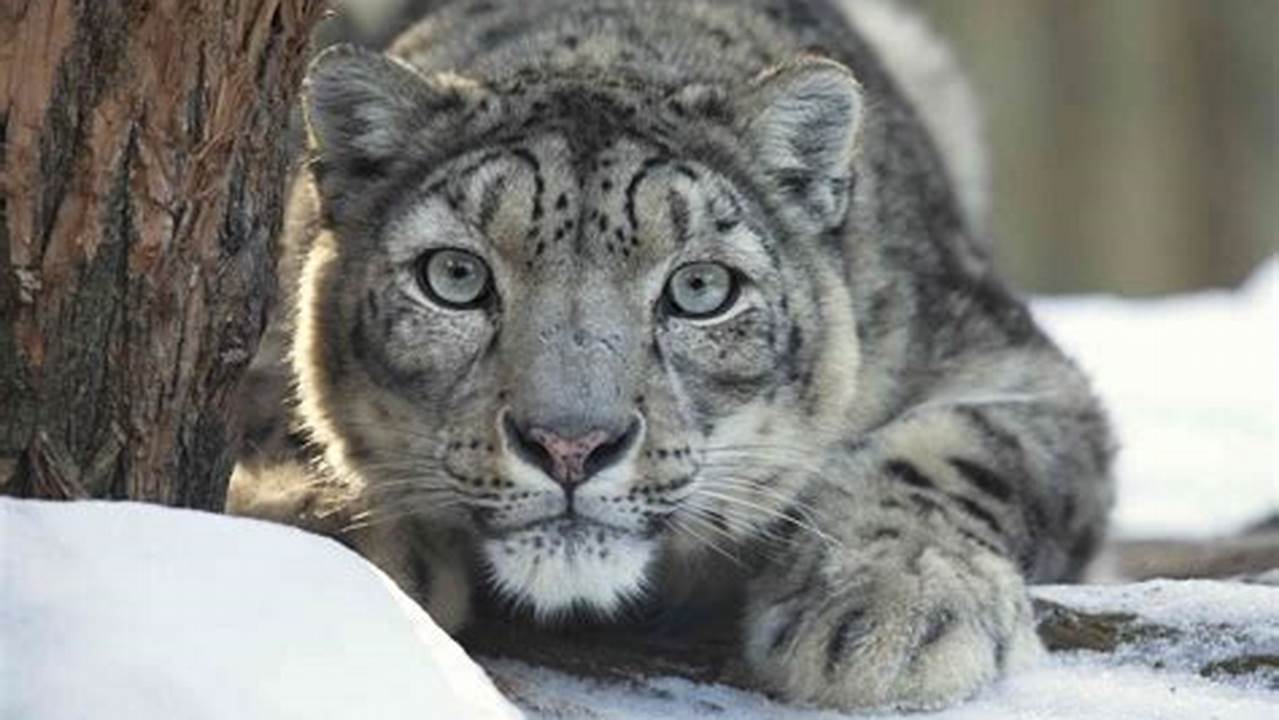 Unveiling the Elusive Snow Leopard: A Visual Journey Through Majestic Landscapes