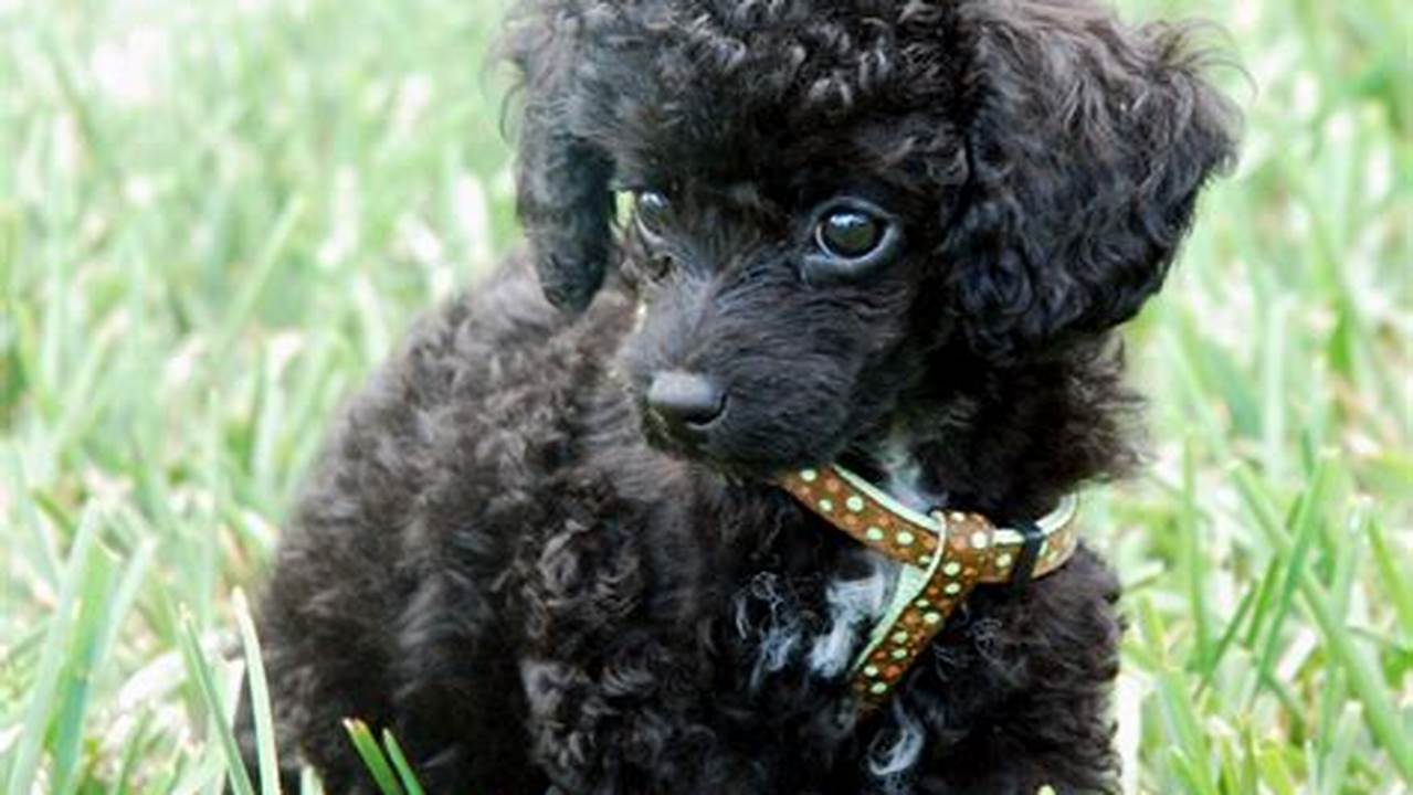 Unveiling the World of Toy Poodles: Discover Their Charm in Pictures