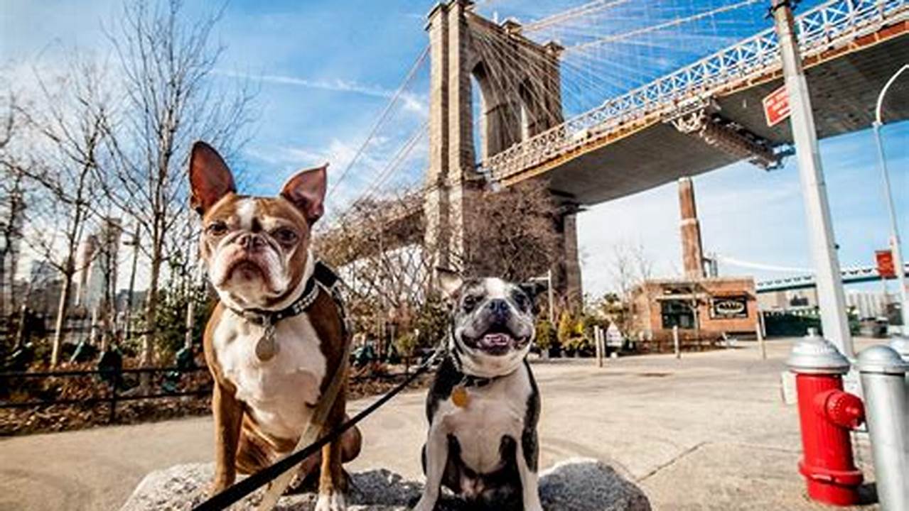 Unleash Relaxation: Pamper Your Pet at NYC's Top 5 Spa Pet Havens