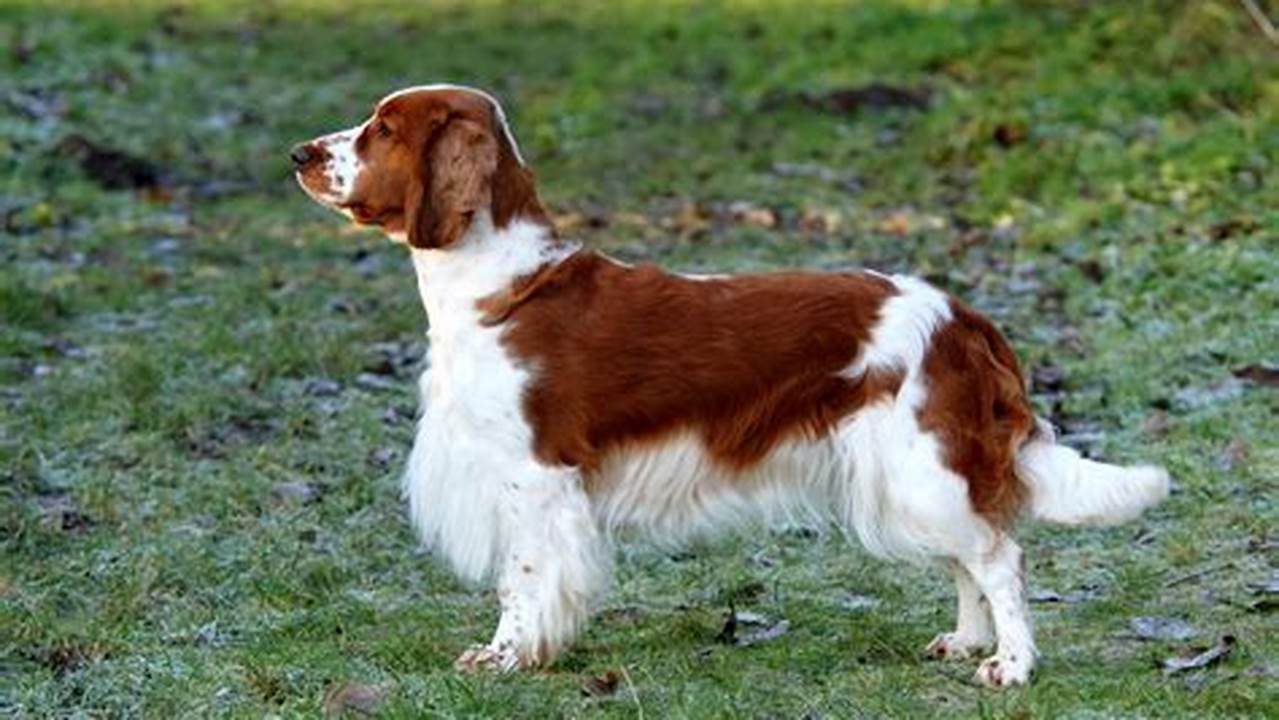 Unleash the Secrets of the Springer Spaniel Welsh: A Breed of Unparalleled Charm and Versatility