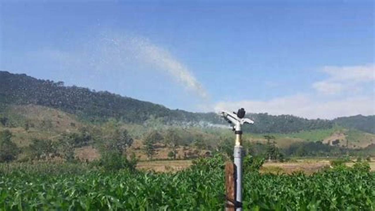 Rahasia Terungkap: Optimalisasi Sprinkler Tanaman Jagung untuk Hasil Panen Melimpah