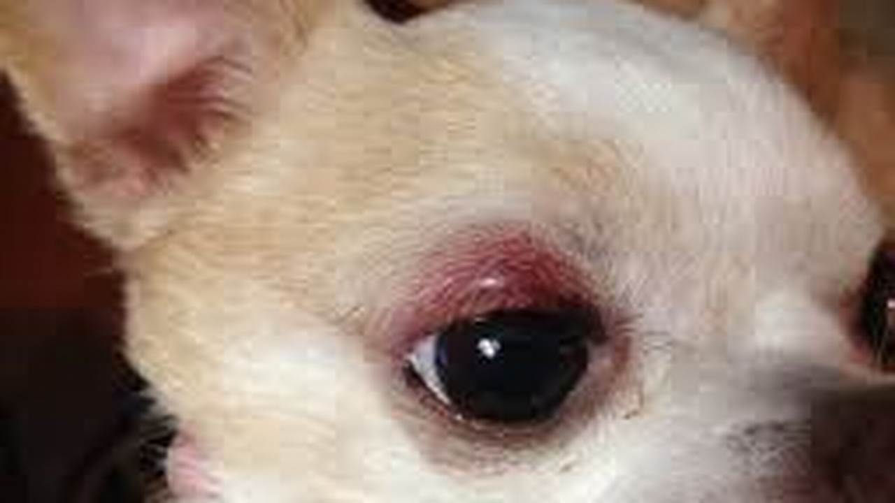 Stye on Dog Eyelid: Symptoms, Treatment, and Prevention