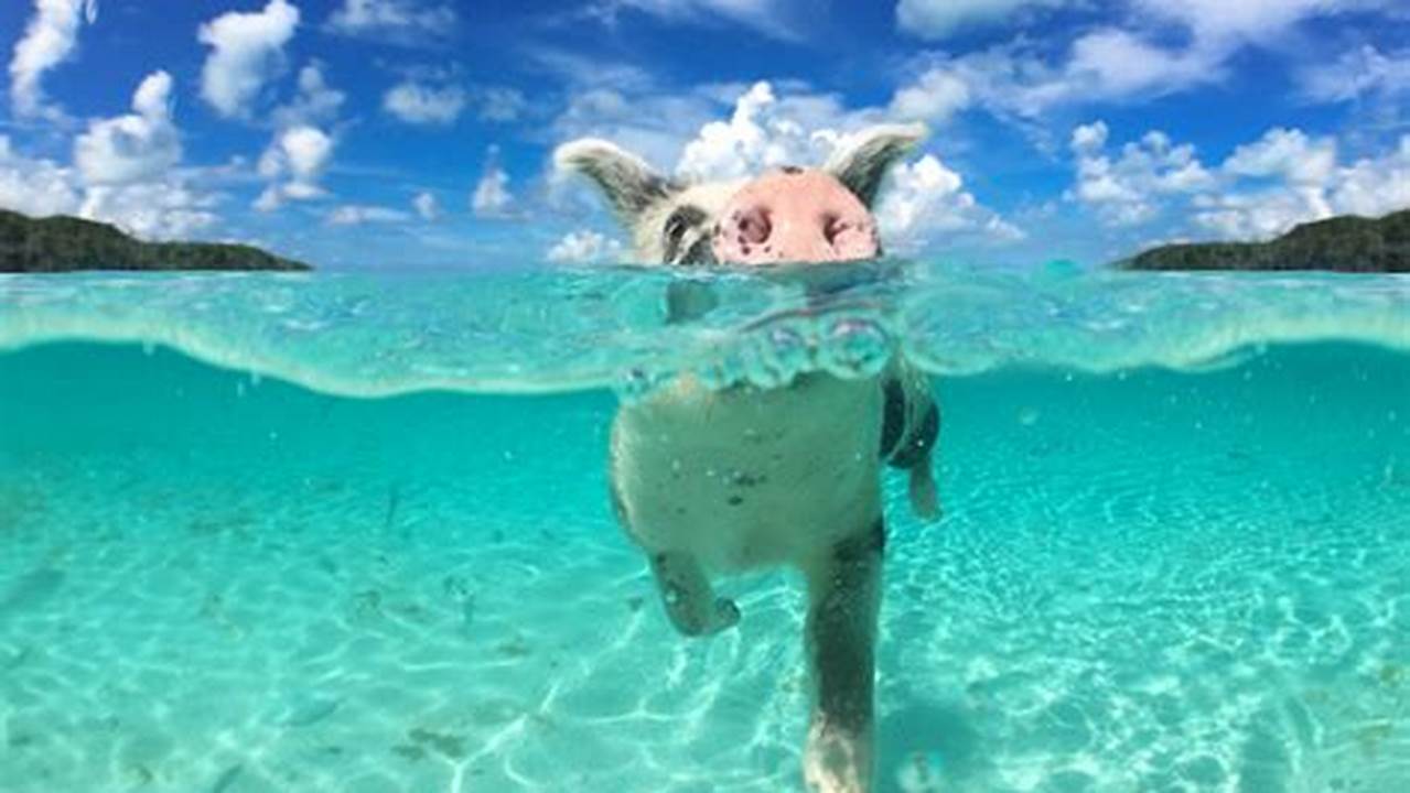 Unveiling the Enchantment: A Photographic Journey of Swimming with Pigs in the Bahamas