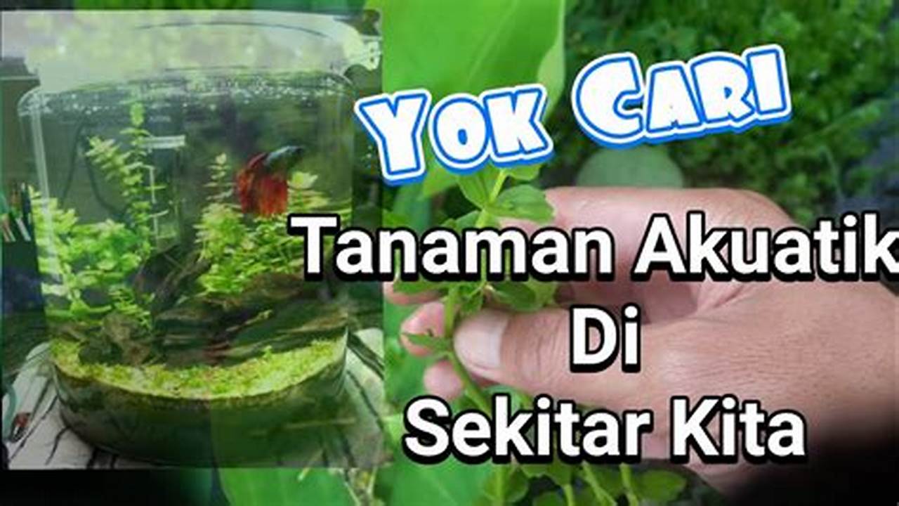 Temukan Manfaat Luar Biasa Tanaman Air di Sekitar Kita